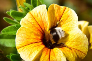 Попка шмеля