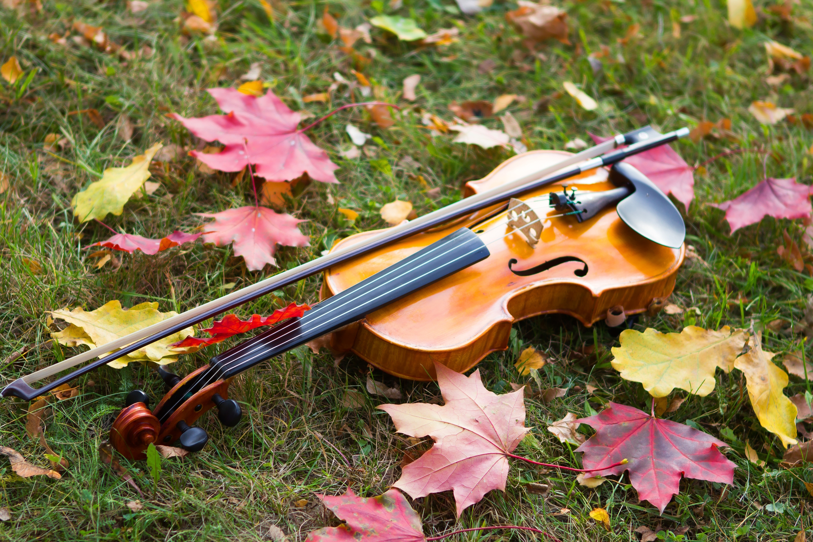 Скрипка и листья
