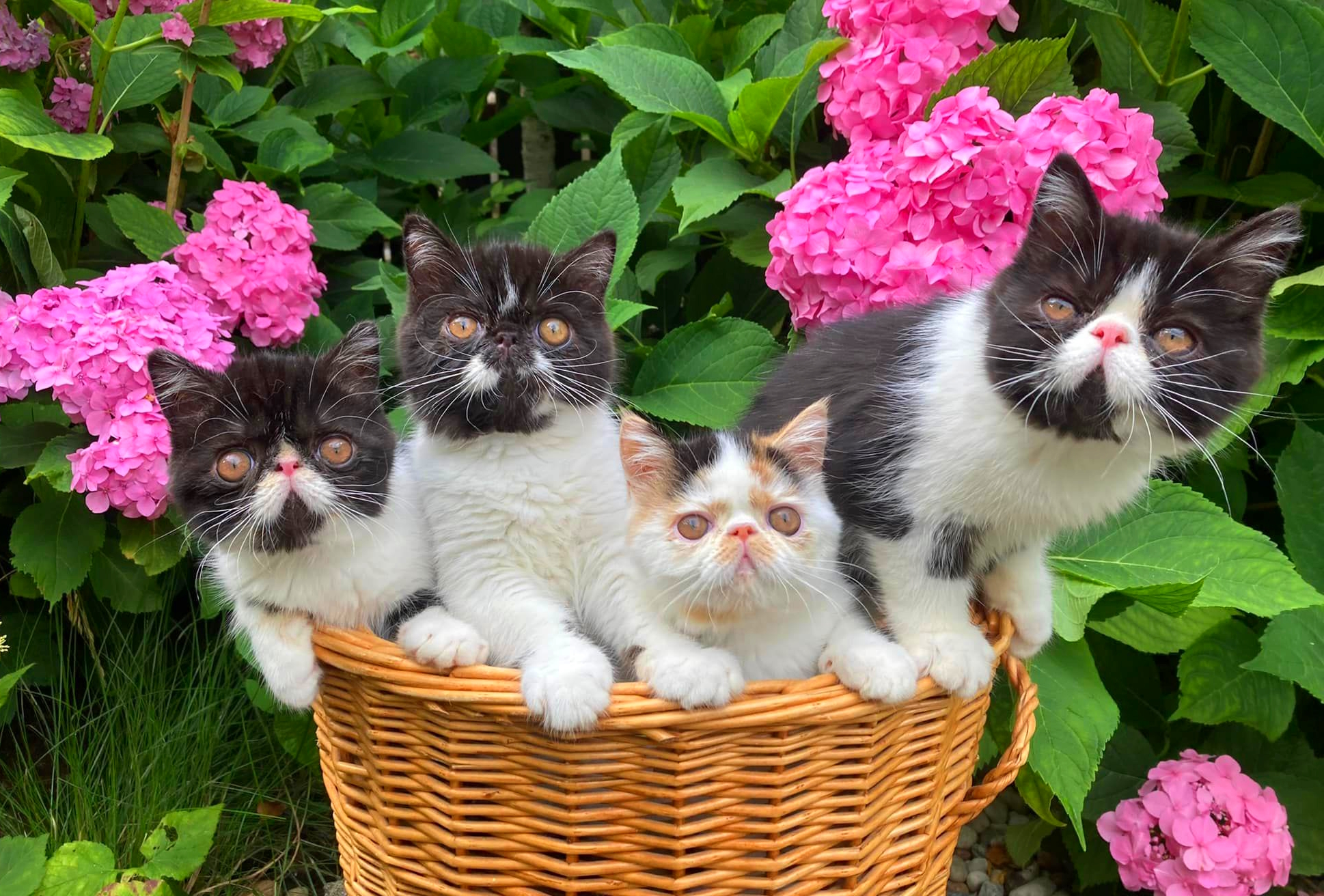 Кошки в корзине