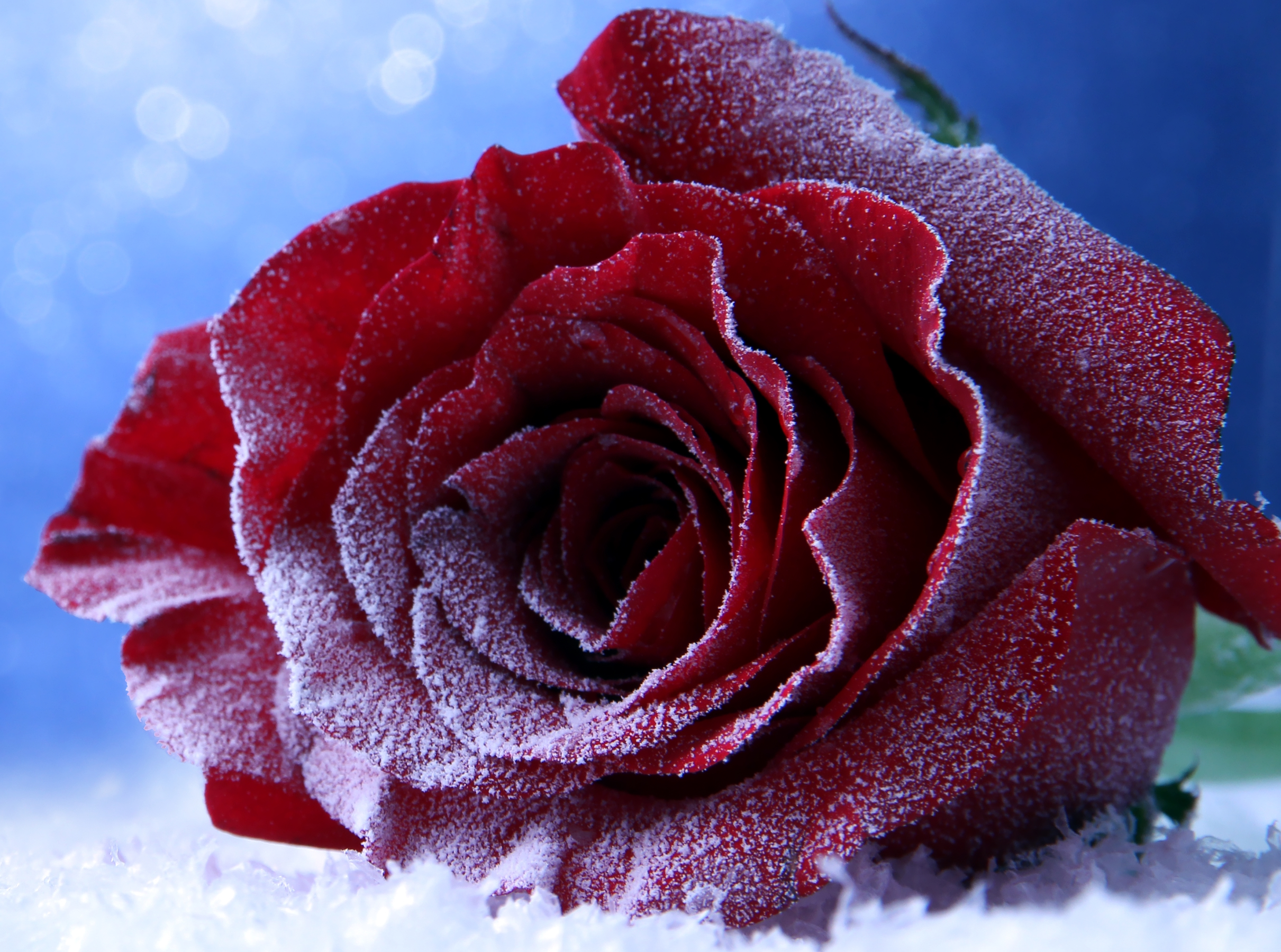 Красивые розы снег. Зимние цветы. Красивые зимние цветы. Бордовые розы на снегу. Морозные цветы.