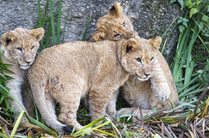 Три львенка