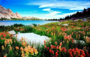 Горные цветы и озеро