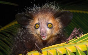 Руконожка Ай-ай