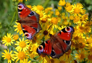 Две бабочки