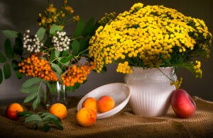 Пижма и абрикосы