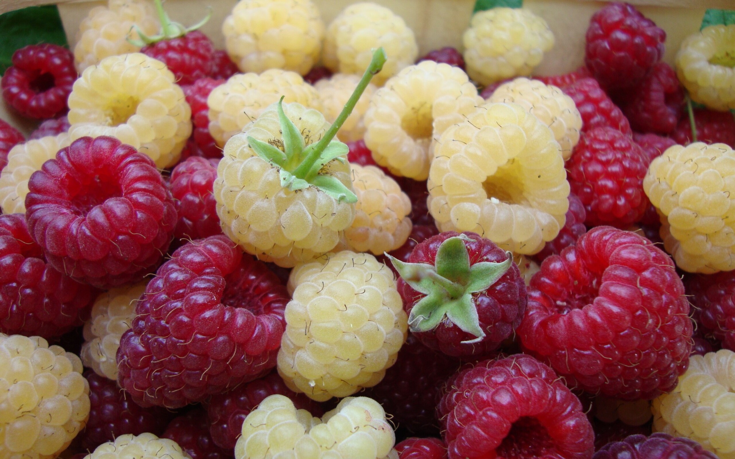 Малина ягоды сорта