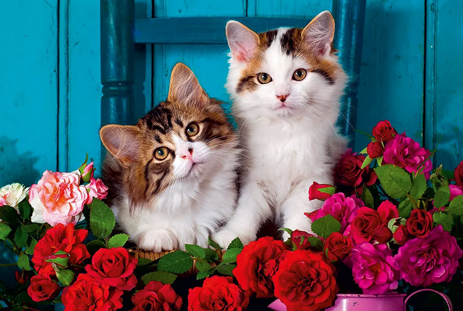 Котята и розы