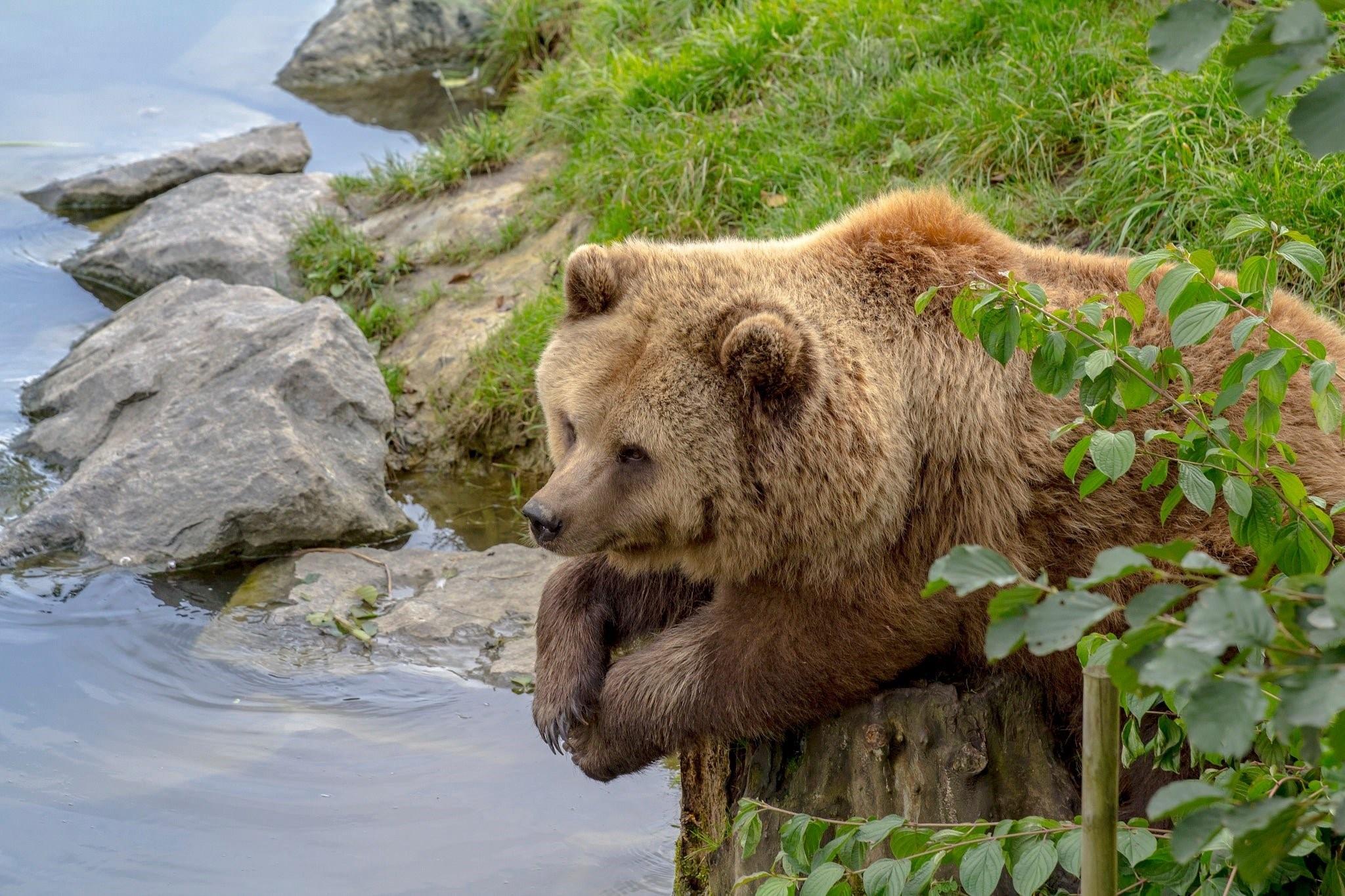 Медведь в ожидании