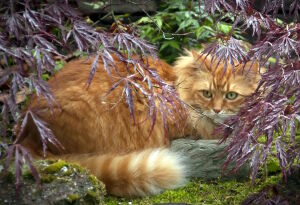 Осенний котик
