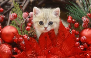 Котенок и украшения