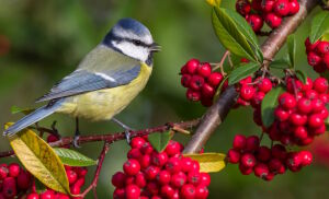 Лазоревка и рябина