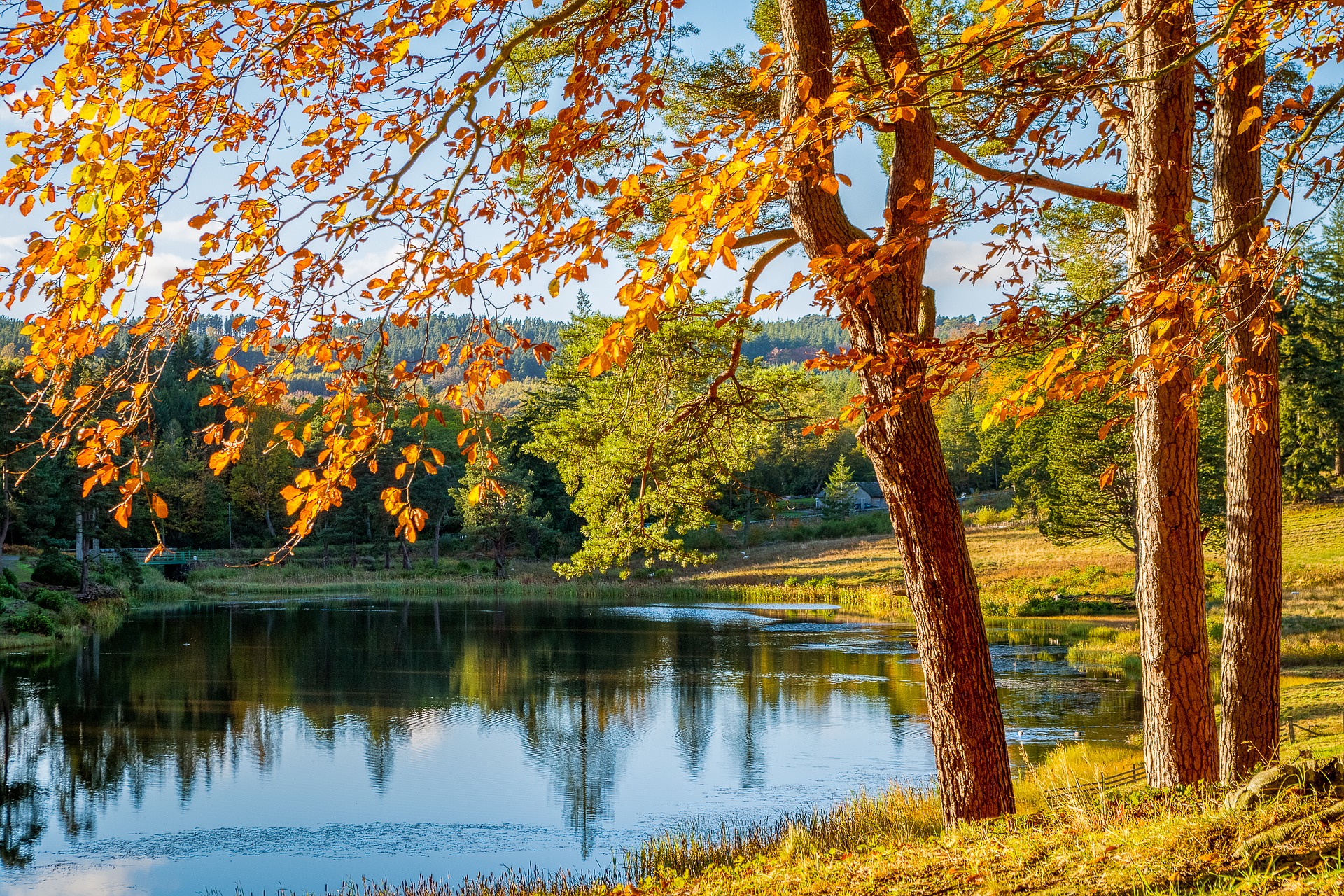 Деревья и озеро осенью