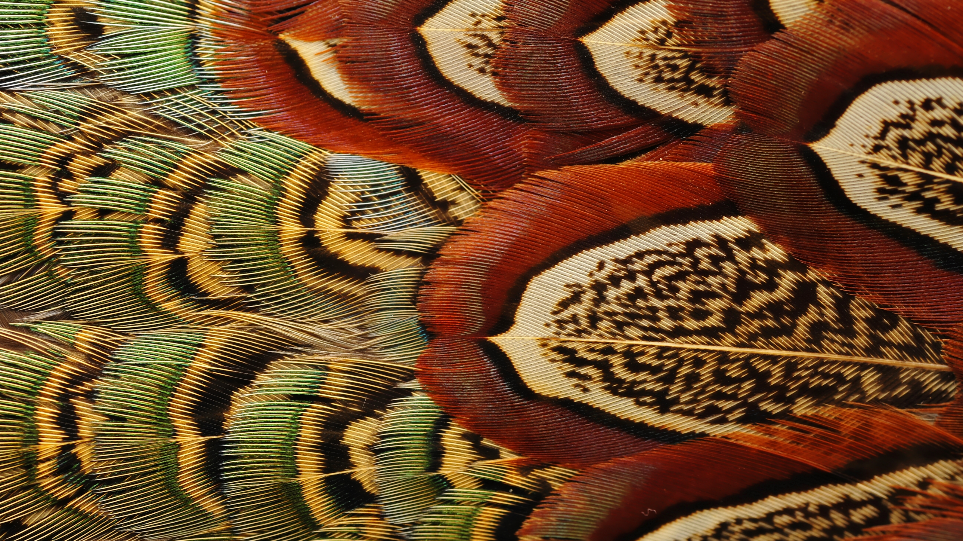 красивые перья птиц