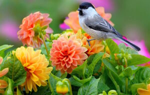 Птичка на цветах