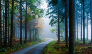 Дорога в тумане