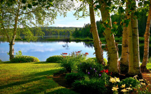 Березки и озеро