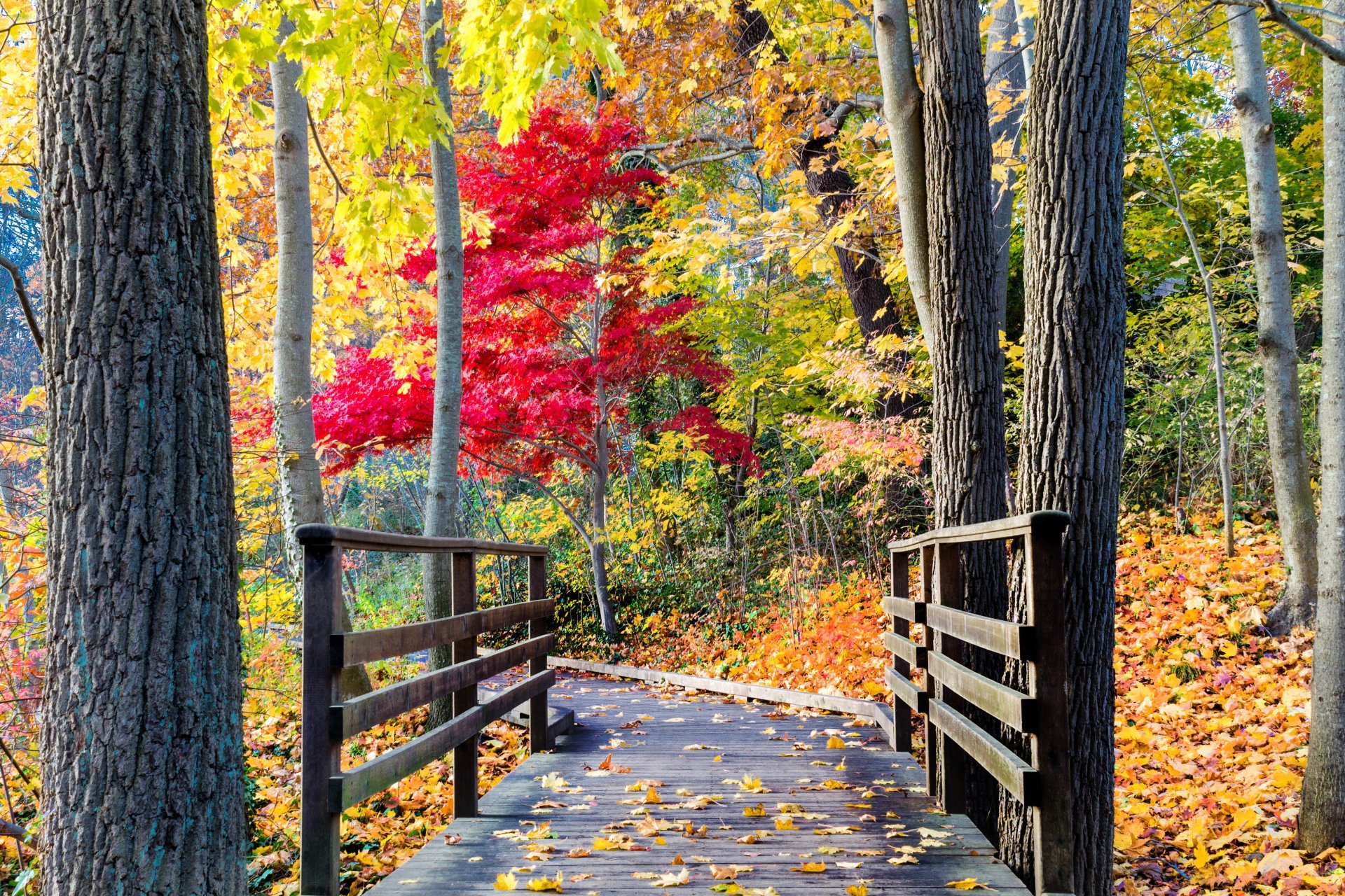 Осенний лес и мостик