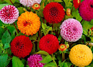 Разные георгины