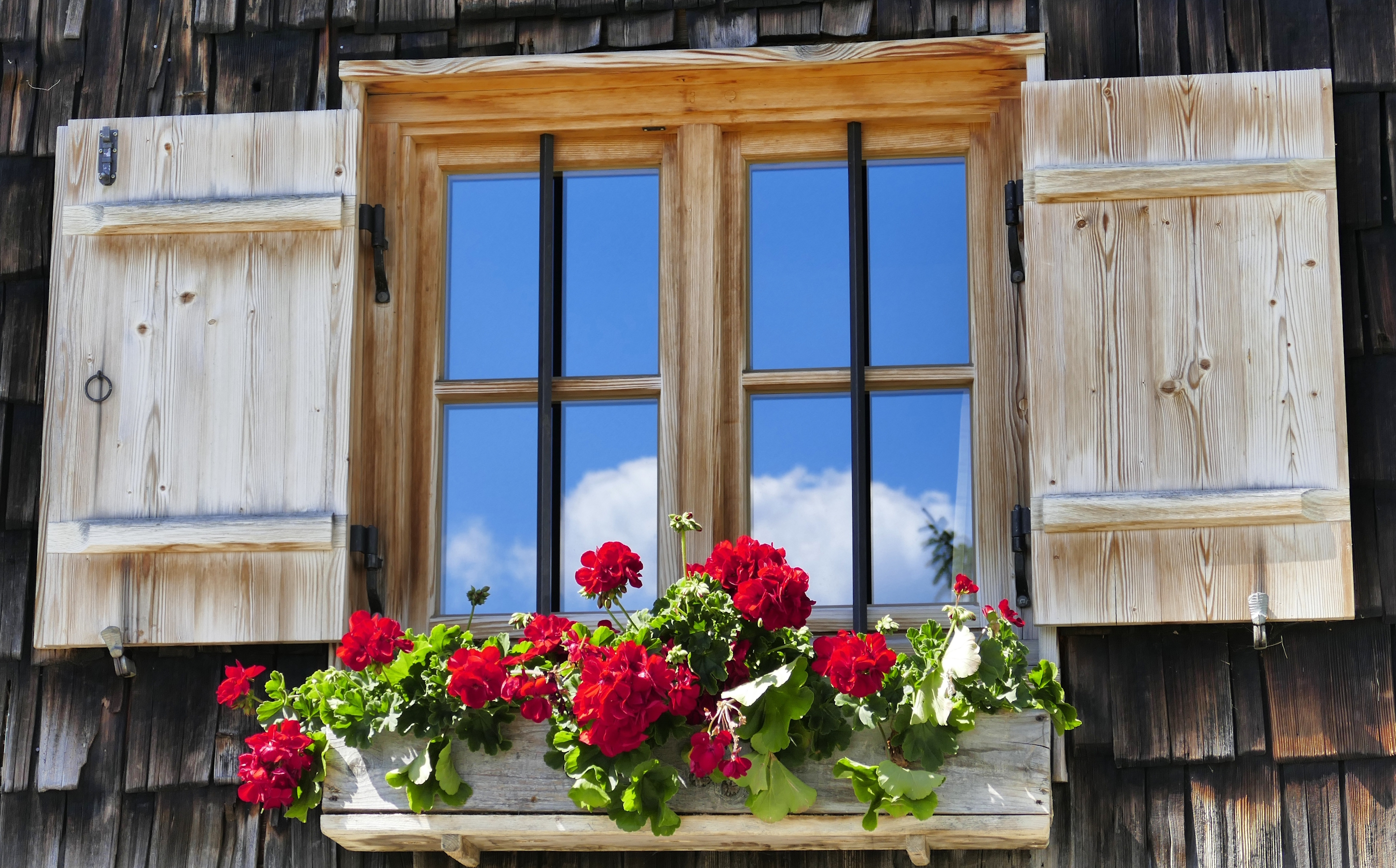 Окно и цветы