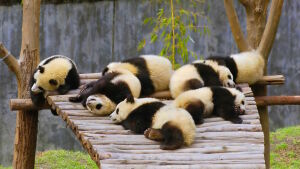 Спящие панды малыши