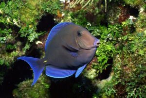 Синяя рыбка