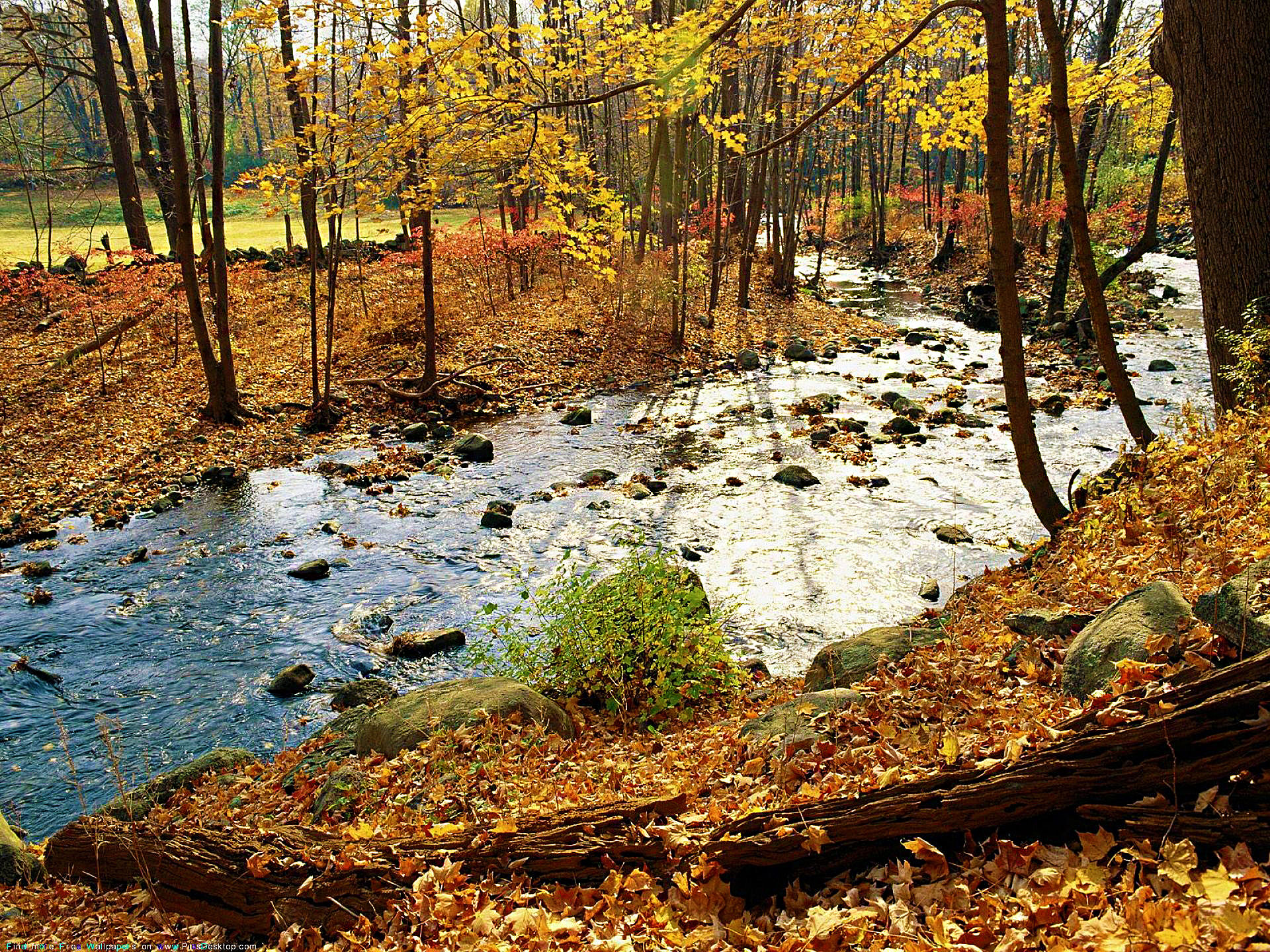 Лес без деревьев реки без воды. Река поздней осенью. Ручей осенью. Поздняя осень в лесу. Поздняя осень лес ручей.