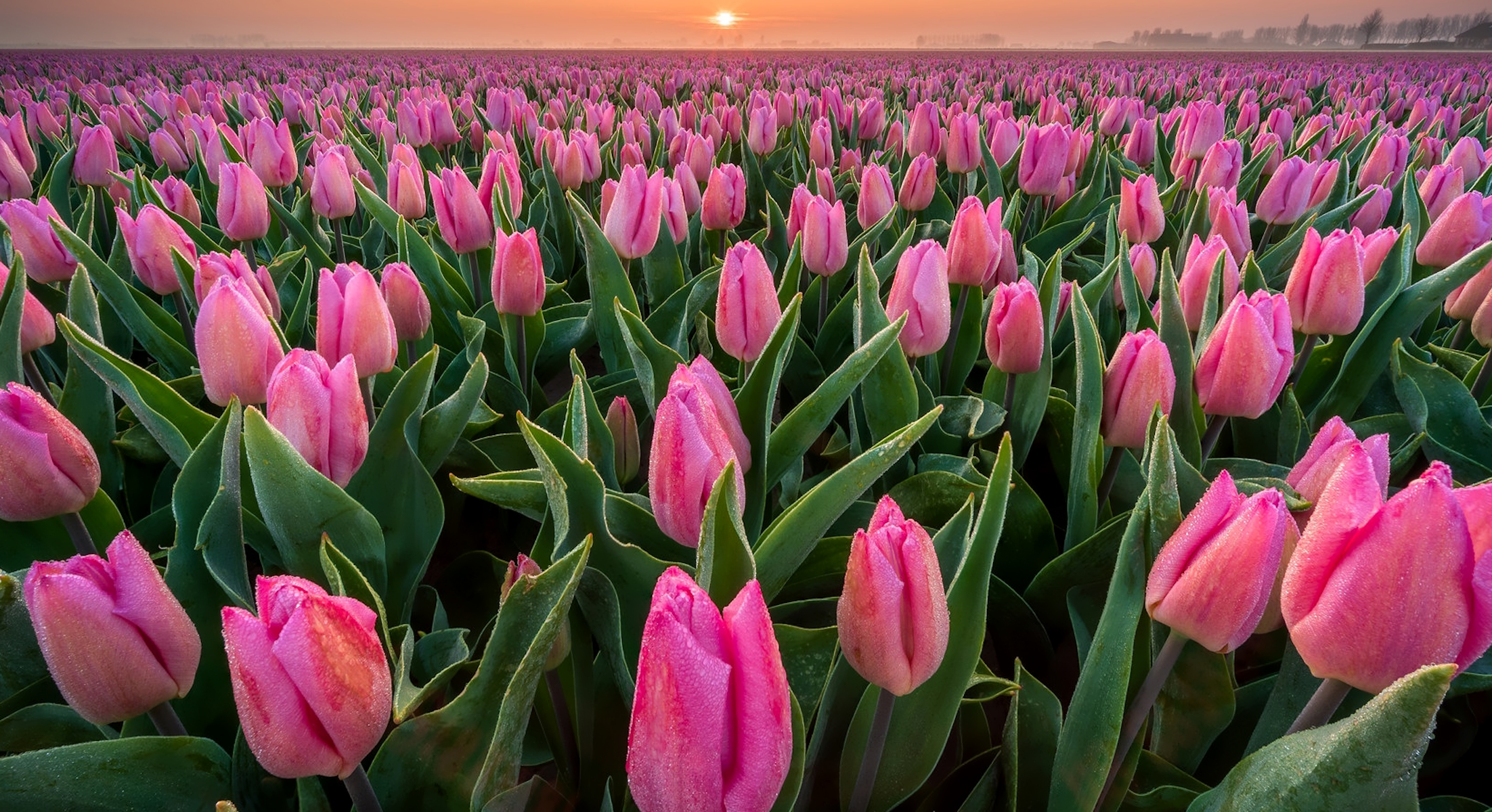 Большое поле тюльпанов