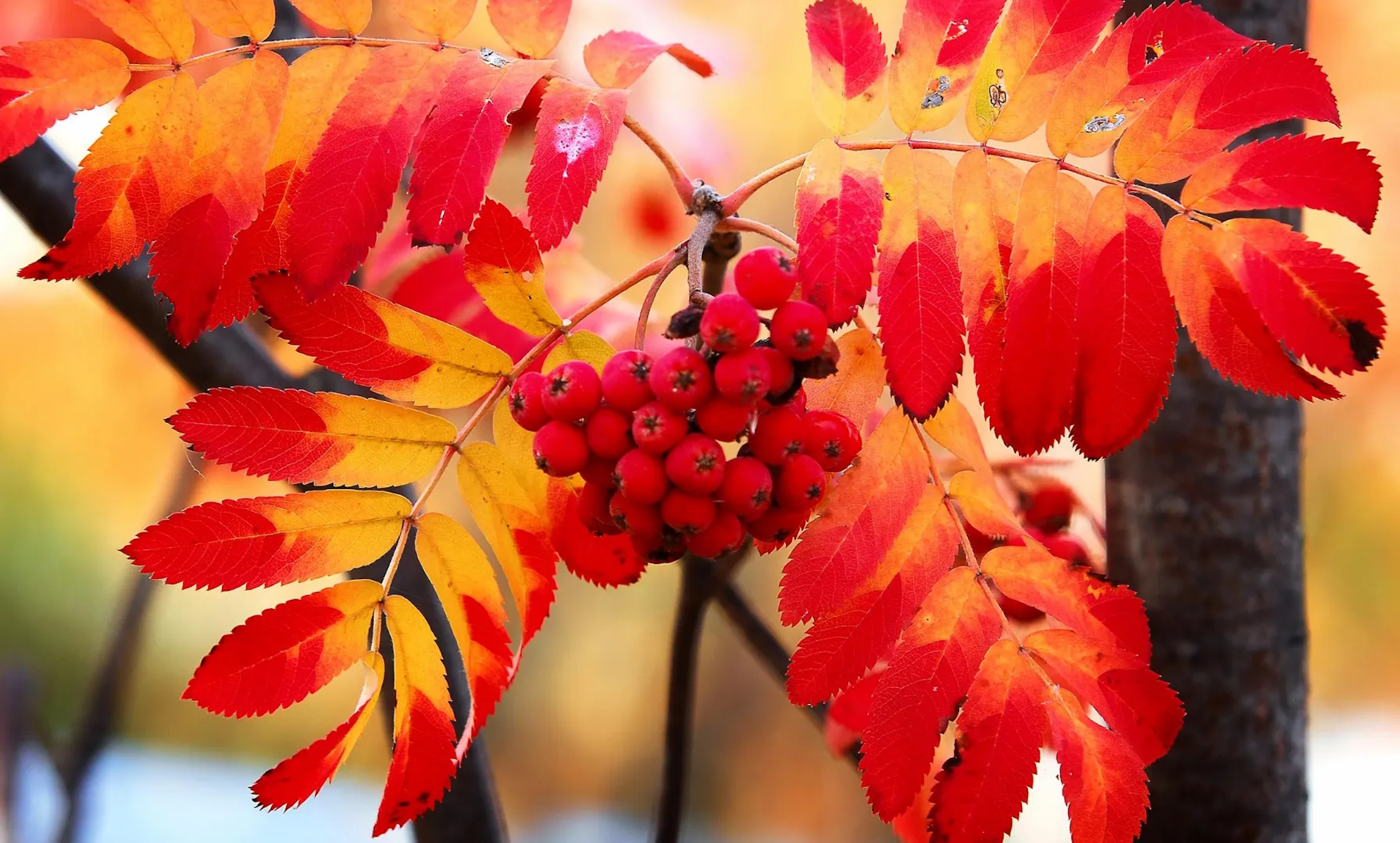 Красные листья и плоды рябины