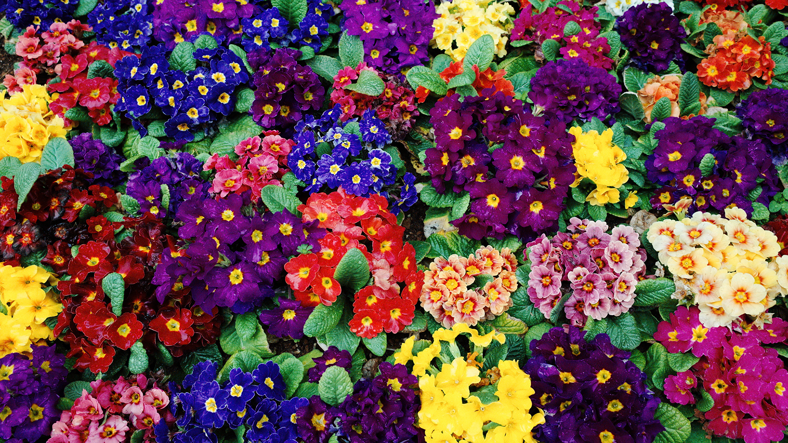 Разноцветные цветы примулы