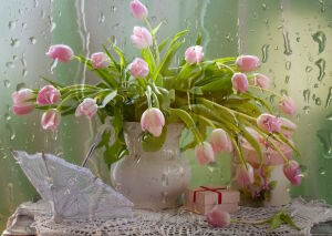 Розовые бутоны тюльпанов