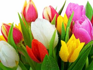 Яркие тюльпаны в каплях