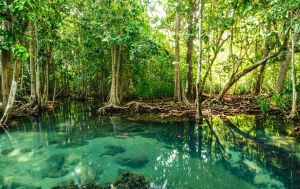 Мангровый лес