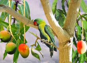 Попугай и манговое дерево