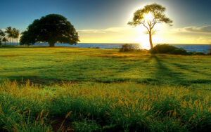 Закат в дереве