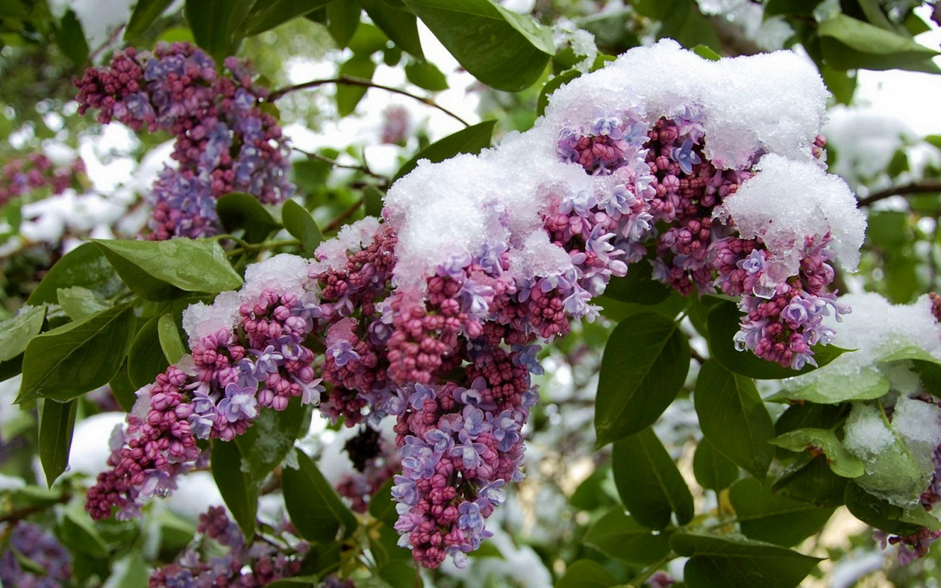 Черемуха куст. Сирень обыкновенная зима. Syringa vulgaris Winter. Февральская сирень.