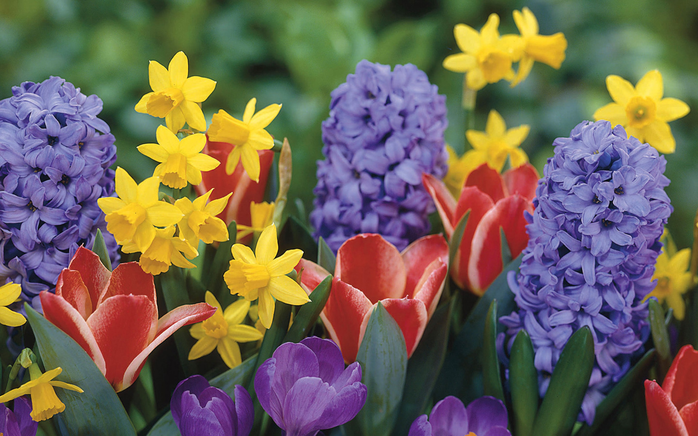 Цветы весны фото красивые. Тюльпаны крокусы гиацинты. Крокус, тюльпан, гиацинт, Нарцисс, рябчик. Крокусы примула гиацинт. Тюльпаны гиацинты нарциссы.