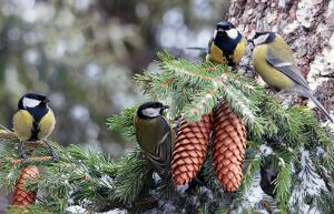 Синички и шишки