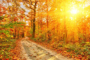 Осенняя дорога и солнце