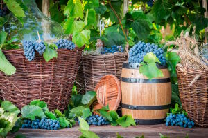 Виноград в корзинах