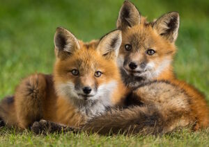 Лисьи мордочки