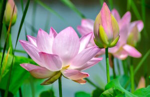 Розовые лотосы