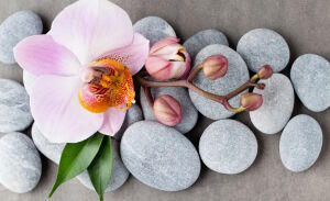 Орхидея и камни