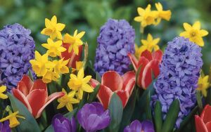 Луковичные цветы