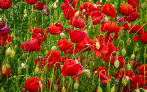 Поле красных маков