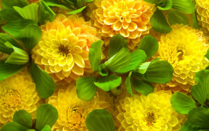 Желтые хризантемы с листьями