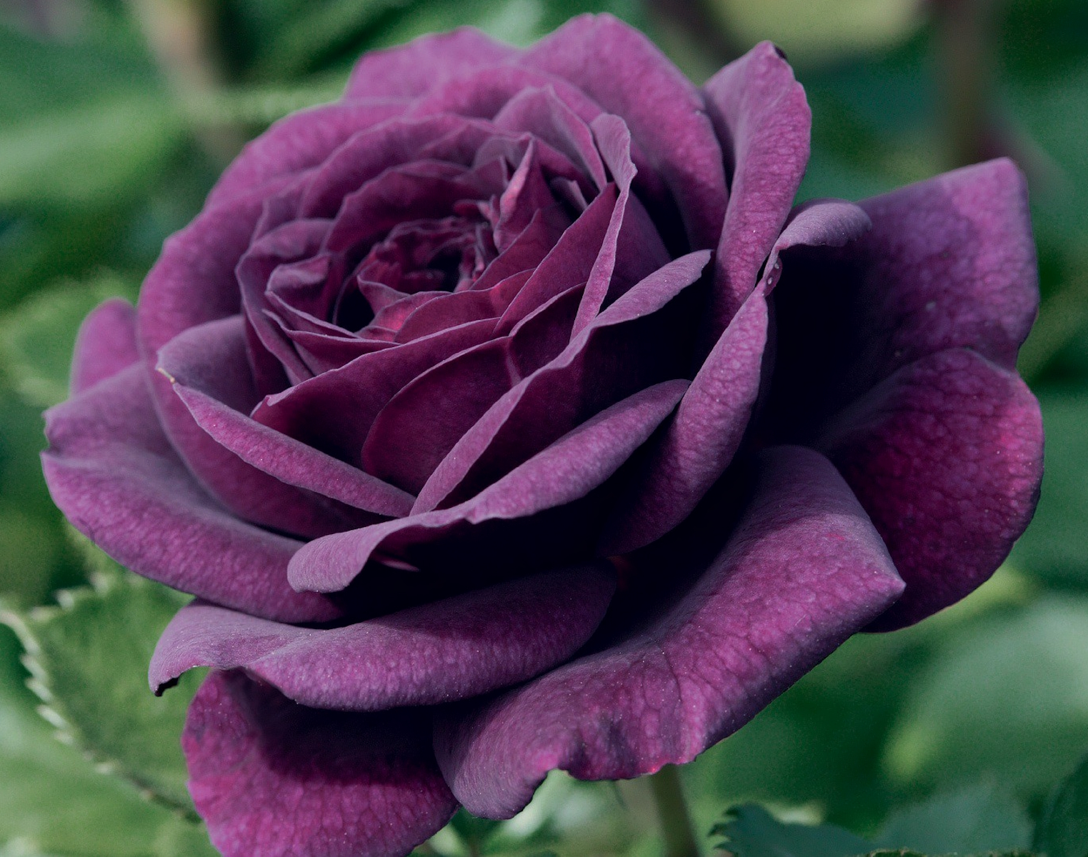 Фиолетовая роза на фоне