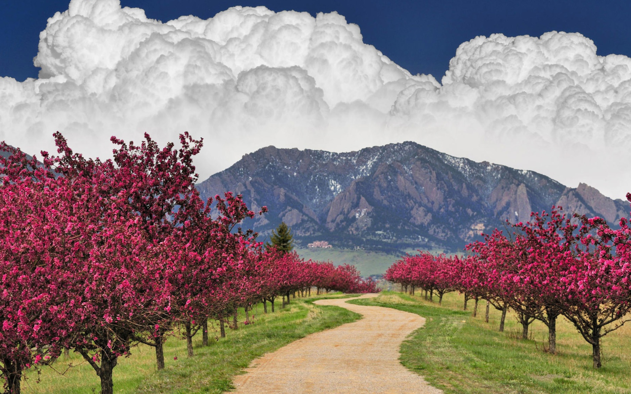 Розовые деревья в горах. Манзарали табиат. Цветущие абрикосовые плантации Армения. Цветущие абрикосовые деревья Дагестан. Узбекистан Бахор фасли.
