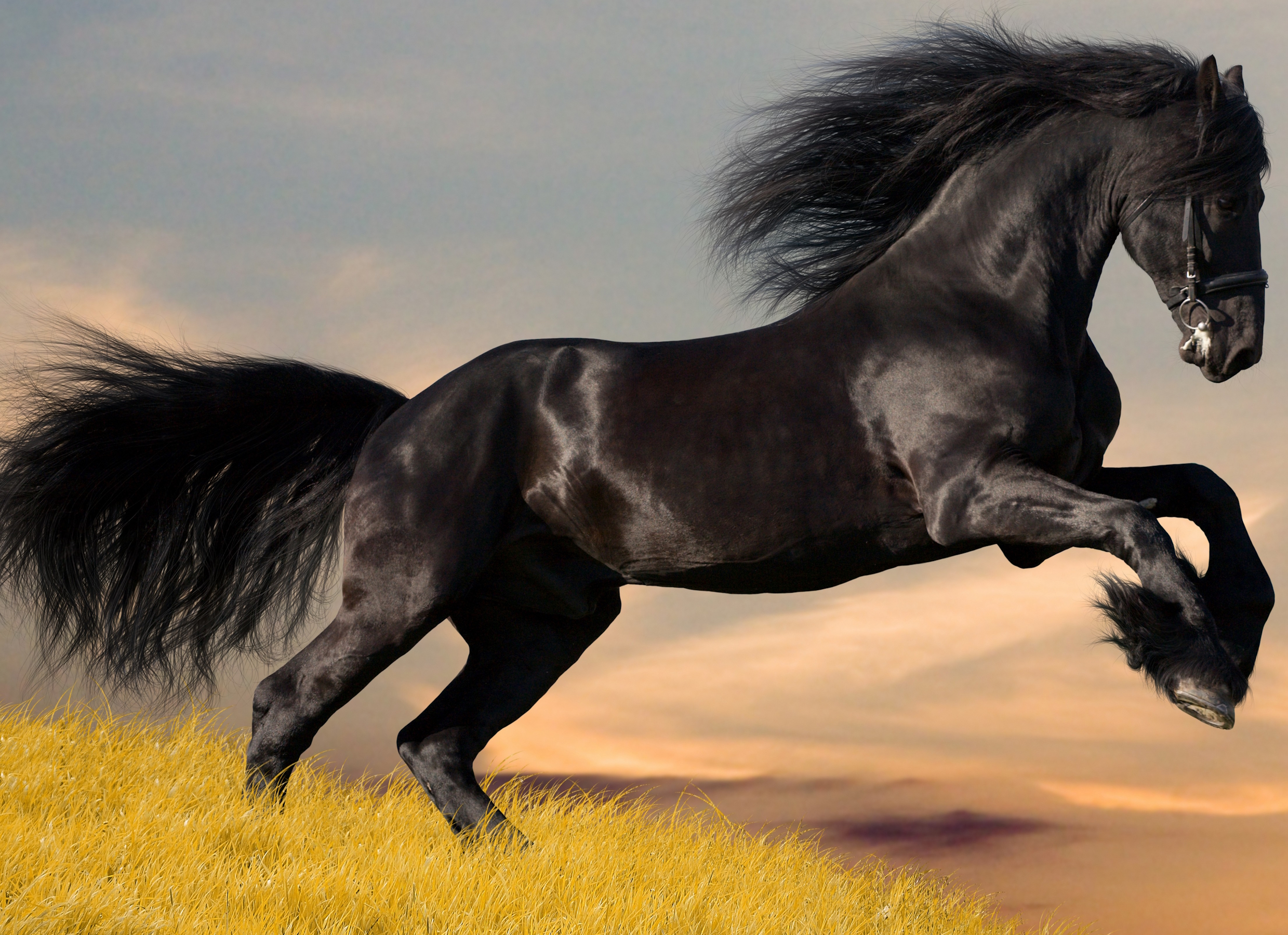 Сонник черная лошадь. Лошадь Мустанг иноходец. Вороной Мустанг иноходец. Красивый черный конь. Картинки на рабочий стол лошади.