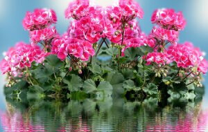 Герань на воде