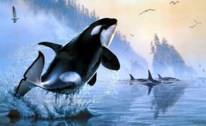 Косатки и птицы